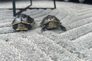 Schildkröten kaufen und verkaufen Photo: ???? Zwei Chinesische Streifenschildkröten zu verschenken – nur in gute Schildkröten kaufen und verkaufen Photo: ???? Zwei Chinesische Streifenschildkröten zu verschenken – nur in gute