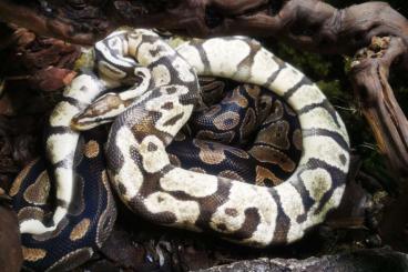 Königspythons kaufen und verkaufen Photo: Zwei gesunde Königspython mit Zubehör in liebevolle Hände Königspythons kaufen und verkaufen Photo: Zwei gesunde Königspython mit Zubehör in liebevolle Hände