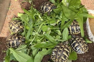 Landschildkröten kaufen und verkaufen Photo: Griechische Landschildkröten Landschildkröten kaufen und verkaufen Photo: Griechische Landschildkröten