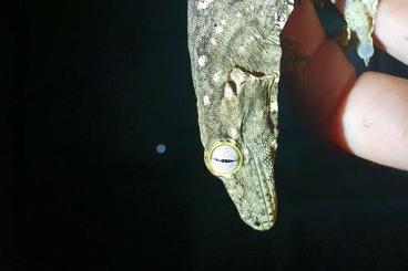 Geckos kaufen und verkaufen Foto: Hamm September: Rhacodactylus cb 2023/24