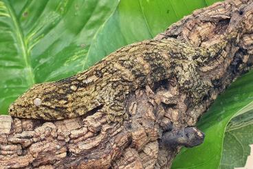 Geckos kaufen und verkaufen Foto: Hamm: Rhacodactylus leachianus and auriculatus cb 24