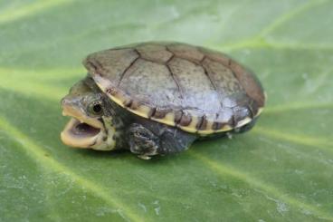 Schildkröten  kaufen und verkaufen Foto: ISV Meeting Salzburg October 27