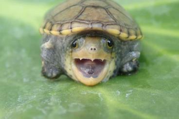 Schildkröten  kaufen und verkaufen Foto: ISV Tagung Salzburg kommendes Wochenende