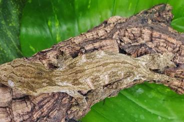 Geckos kaufen und verkaufen Foto: Hamm: Rhacodactylus leachianus cb 24