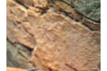Echsen kaufen und verkaufen Foto: Bartagamen und Geckos zur Abgabe Echsen kaufen und verkaufen Foto: Bartagamen und Geckos zur Abgabe