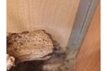 Vogelspinnen kaufen und verkaufen Foto: Kraushaar-Vogelspinnen (Brachypelma albopilosum) Vogelspinnen kaufen und verkaufen Foto: Kraushaar-Vogelspinnen (Brachypelma albopilosum)