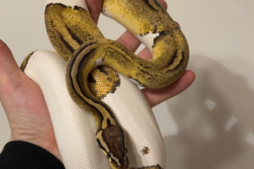 Pythons kaufen und verkaufen Photo: Python Regius (Königspyhton) Pythons kaufen und verkaufen Photo: Python Regius (Königspyhton)