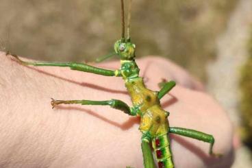 Insects kaufen und verkaufen Photo: Mearnsiana Bullosa stick insect Insects kaufen und verkaufen Photo: Mearnsiana Bullosa stick insect
