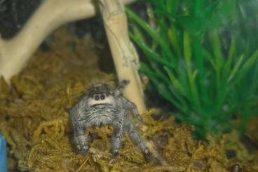 Spiders and Scorpions kaufen und verkaufen Photo: Phiddipus Regius Bahamas Spiders and Scorpions kaufen und verkaufen Photo: Phiddipus Regius Bahamas