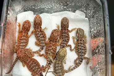 Bartagamen kaufen und verkaufen Photo: Farb-Bartagamen Nachwuchs Pogona Vitticeps Bartagamen kaufen und verkaufen Photo: Farb-Bartagamen Nachwuchs Pogona Vitticeps