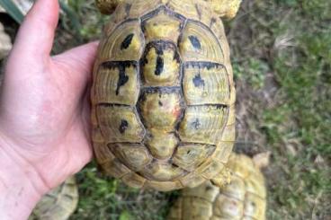 Tortoises kaufen und verkaufen Photo: TESTUDO HERMANNI BOETTGERI HI YELLOW Tortoises kaufen und verkaufen Photo: TESTUDO HERMANNI BOETTGERI HI YELLOW