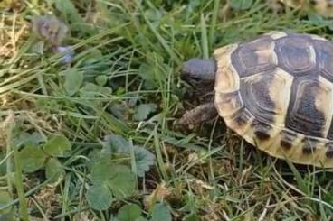 Tortoises kaufen und verkaufen Photo: Griechische Landschildköten (Testudo Hermani) in gute Hände abzugeben Tortoises kaufen und verkaufen Photo: Griechische Landschildköten (Testudo Hermani) in gute Hände abzugeben