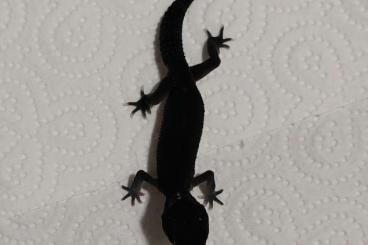 Geckos kaufen und verkaufen Foto: Black Night Pure    Hamm 