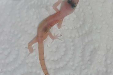 Geckos kaufen und verkaufen Foto: Coleonyx variegatus leucistic 