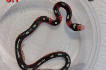 Colubrids kaufen und verkaufen Photo: Lampropeltis p. sinaloe applegate splotched 