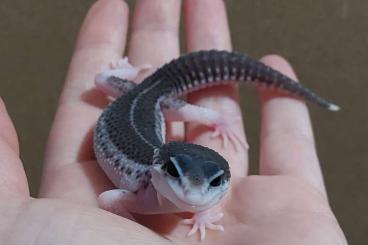 Geckos kaufen und verkaufen Photo: 0.1 Black Night Mack Super Snow Eclipse (Panda Line)