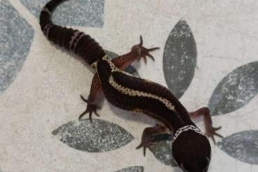 Geckos kaufen und verkaufen Photo: 2.0 Black Night Pure Hannover, Hamm