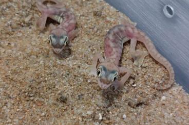 Geckos kaufen und verkaufen Foto: 1.1 Pachydactylus rangei 