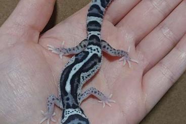 Geckos kaufen und verkaufen Foto: Leopardgecko Black Night, Clown 