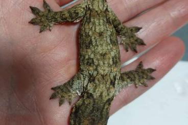 Geckos kaufen und verkaufen Foto: Rhacodactylus leachianus brosse 