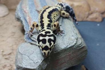 Geckos kaufen und verkaufen Photo: (Fire) Bold Bandit, Black Night Bold