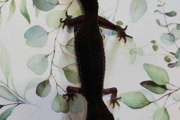 Geckos kaufen und verkaufen Photo: Black Night Weibchen Hannover