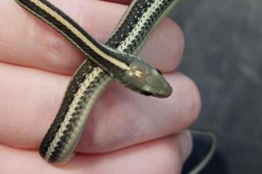Colubrids kaufen und verkaufen Photo: Thamnophis proximus cb 2025 Colubrids kaufen und verkaufen Photo: Thamnophis proximus cb 2025