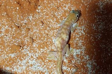 Geckos kaufen und verkaufen Photo: Pachydactylus rangei, Underwoodisaurus milli, Rhacodactylus leachianus Geckos kaufen und verkaufen Photo: Pachydactylus rangei, Underwoodisaurus milli, Rhacodactylus leachianus