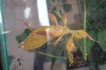Insekten kaufen und verkaufen Foto: Phyllium Tobeloense Galela Insekten kaufen und verkaufen Foto: Phyllium Tobeloense Galela