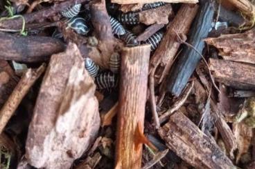 Insekten kaufen und verkaufen Foto: Armadillidium maculatum “Zebrarollassel” Insekten kaufen und verkaufen Foto: Armadillidium maculatum “Zebrarollassel”
