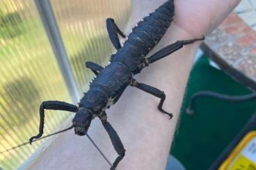 Insekten kaufen und verkaufen Foto: Eurycantha Calcarata Eier Insekten kaufen und verkaufen Foto: Eurycantha Calcarata Eier