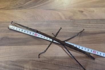 Insekten kaufen und verkaufen Foto: Tirachoidea jiantengligensis eggs (x100) - Giant Stick Insect Insekten kaufen und verkaufen Foto: Tirachoidea jiantengligensis eggs (x100) - Giant Stick Insect
