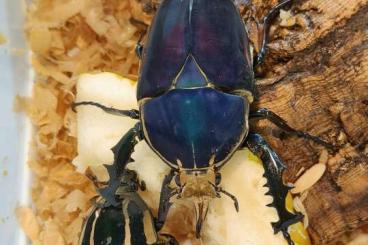 Insekten kaufen und verkaufen Foto: Mecynorhina torquata ugandensis - Blue Insekten kaufen und verkaufen Foto: Mecynorhina torquata ugandensis - Blue