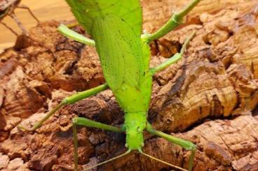 Insekten kaufen und verkaufen Photo: Heteropteryx dilatata eggs (x100) - Stick Insect - Jungle Nymph Insekten kaufen und verkaufen Photo: Heteropteryx dilatata eggs (x100) - Stick Insect - Jungle Nymph