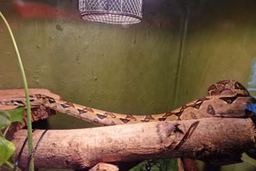 Boas kaufen und verkaufen Photo: Boa Constrictor Imperator Boas kaufen und verkaufen Photo: Boa Constrictor Imperator