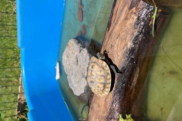 Sumpfschildkröten kaufen und verkaufen Photo: chinesische streifenschildkröte Sumpfschildkröten kaufen und verkaufen Photo: chinesische streifenschildkröte