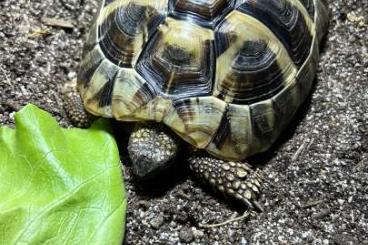 Tortoises kaufen und verkaufen Photo: Griechische Landschildkröte 2015 w Tortoises kaufen und verkaufen Photo: Griechische Landschildkröte 2015 w