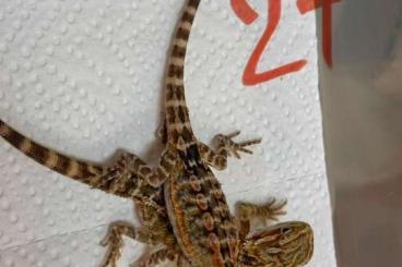 Bearded dragons kaufen und verkaufen Photo: Bartagamen pogona vitticeps leatherback zu verkaufen NZ 5.25 Bearded dragons kaufen und verkaufen Photo: Bartagamen pogona vitticeps leatherback zu verkaufen NZ 5.25