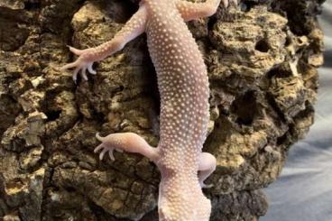 Geckos kaufen und verkaufen Photo: Leopardgecko Weibchen abzugeben Geckos kaufen und verkaufen Photo: Leopardgecko Weibchen abzugeben