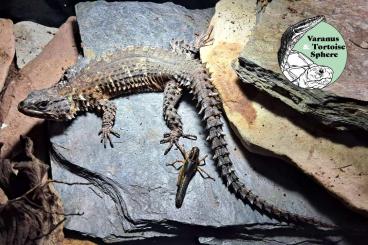 other lizards kaufen und verkaufen Photo: Smaug depressus male wanted!