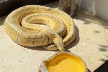 Ball Pythons kaufen und verkaufen Photo: Ausgewachsene Königspython Dame! Mit Terrarium! Ball Pythons kaufen und verkaufen Photo: Ausgewachsene Königspython Dame! Mit Terrarium!