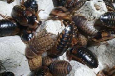 Insekten kaufen und verkaufen Photo: Futterinsekten Argentinische Waldschaben Blaptica dubia 100 Stück Insekten kaufen und verkaufen Photo: Futterinsekten Argentinische Waldschaben Blaptica dubia 100 Stück