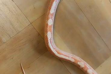 Colubrids kaufen und verkaufen Photo: 2 Kornnattern adult männlich Colubrids kaufen und verkaufen Photo: 2 Kornnattern adult männlich