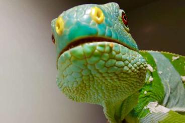 Lizards kaufen und verkaufen Photo: Biete 1.1 Brachylophus fasciatus Lizards kaufen und verkaufen Photo: Biete 1.1 Brachylophus fasciatus