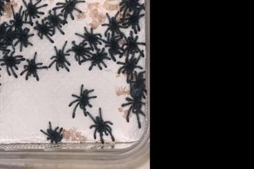 Vogelspinnen kaufen und verkaufen Photo: Caribena Versicolor/ Martinique Baumvogelspinne DNZ 05/2025 Vogelspinnen kaufen und verkaufen Photo: Caribena Versicolor/ Martinique Baumvogelspinne DNZ 05/2025