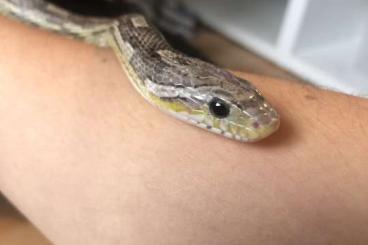 Nattern ungiftige kaufen und verkaufen Foto: Kornnatter 7,5 Jahre alt grau Nattern ungiftige kaufen und verkaufen Foto: Kornnatter 7,5 Jahre alt grau