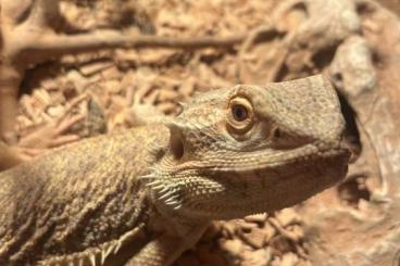 Bearded dragons kaufen und verkaufen Photo: Weibliche Bartagame ca. 3 Jahre alt mit Terrarium (150x80x80) und auss Bearded dragons kaufen und verkaufen Photo: Weibliche Bartagame ca. 3 Jahre alt mit Terrarium (150x80x80) und auss