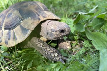 Tortoises kaufen und verkaufen Photo: Zwei männliche Testudo hermanni boettgerie, NZ 2019 Tortoises kaufen und verkaufen Photo: Zwei männliche Testudo hermanni boettgerie, NZ 2019