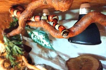 Nattern ungiftige kaufen und verkaufen Photo: Königsnatter lampropeltis ruthveni Nattern ungiftige kaufen und verkaufen Photo: Königsnatter lampropeltis ruthveni