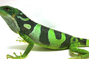 Lizards kaufen und verkaufen Photo: 1.1 Brachylophus fasciatus Fidschi Leguan Lizards kaufen und verkaufen Photo: 1.1 Brachylophus fasciatus Fidschi Leguan